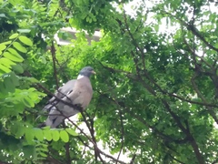 Columba palumbus