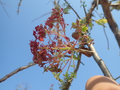 Commiphora leptophloeos