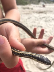 Thamnophis saurita septentrionalis