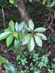 Machilus thunbergii
