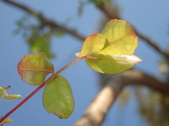 Commiphora leptophloeos