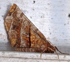 Selenia alciphearia