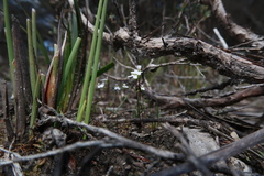 Stylidium perpusillum