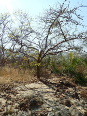Commiphora leptophloeos