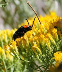 Lytta vulnerata