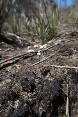 Stylidium perpusillum