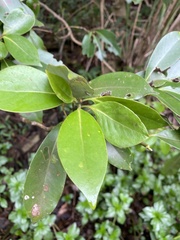 Machilus thunbergii
