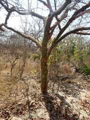Commiphora leptophloeos