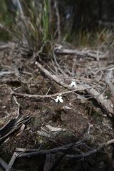Stylidium perpusillum
