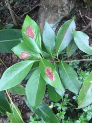 Machilus thunbergii