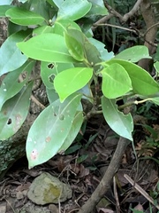 Machilus thunbergii