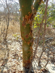 Commiphora leptophloeos