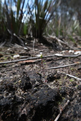 Stylidium perpusillum