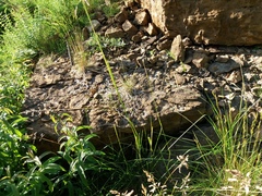 Podarcis muralis