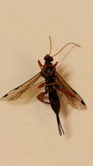 Echthromorpha intricatoria