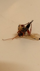 Echthromorpha intricatoria