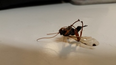 Echthromorpha intricatoria