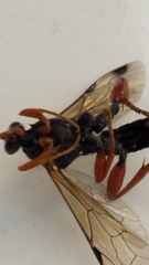 Echthromorpha intricatoria