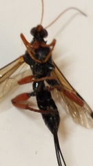 Echthromorpha intricatoria