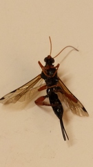Echthromorpha intricatoria