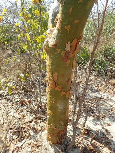 Image of Commiphora leptophloeos by no rights reserved