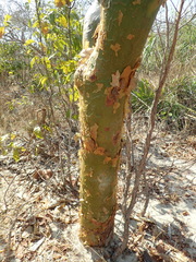 Commiphora leptophloeos