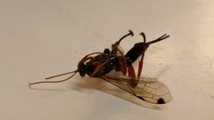 Echthromorpha intricatoria