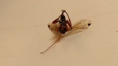 Echthromorpha intricatoria