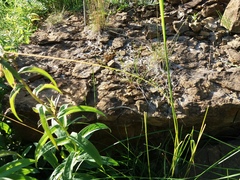 Podarcis muralis