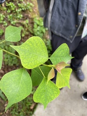 Triadica sebifera