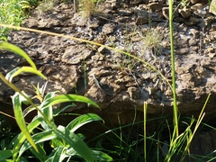 Podarcis muralis