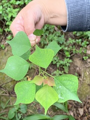 Triadica sebifera