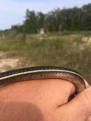 Thamnophis saurita septentrionalis