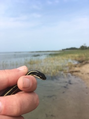 Thamnophis saurita septentrionalis