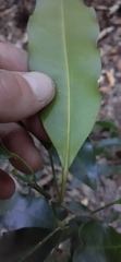 Fontainea australis