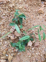 Smilax glabra