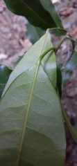 Fontainea australis