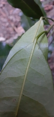 Fontainea australis