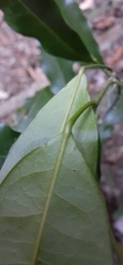 Fontainea australis