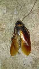 Periplaneta australasiae