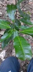 Fontainea australis