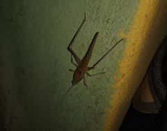 Neoconocephalus triops
