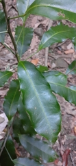 Fontainea australis
