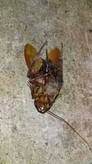 Periplaneta australasiae