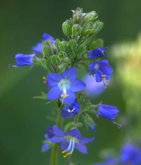 Polemonium occidentale