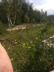 Thamnophis saurita septentrionalis