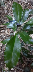 Fontainea australis