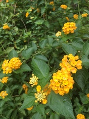 Lantana camara