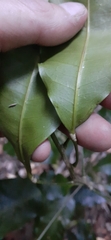 Fontainea australis