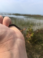Thamnophis saurita septentrionalis